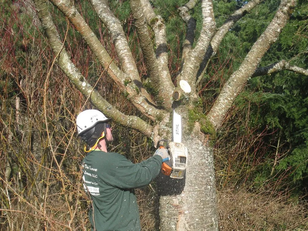 Local yard maintenance experts serving Beaverton, OR - For The Love Of Trees