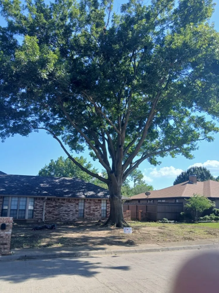 Expert yard cleanup service experts serving Gainesville, TX - For The Love of Trees