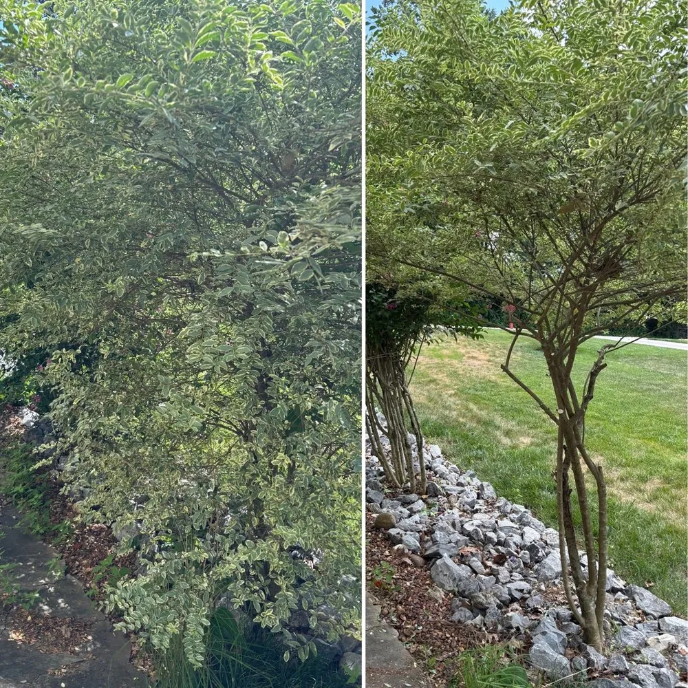 Reliable landscape design experts serving Knoxville, TN - For Them Tree Services