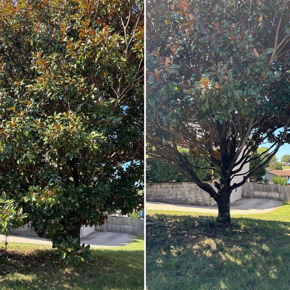 Trusted landscaping services for beautiful yards in Knoxville, TN by For Them Tree Services