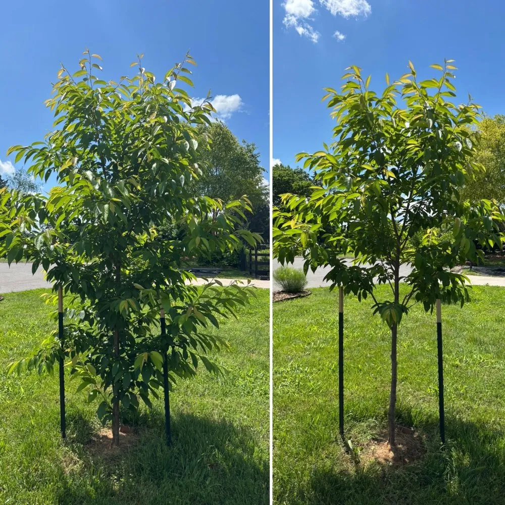 Custom yard cleanup service in Knoxville, TN - For Them Tree Services