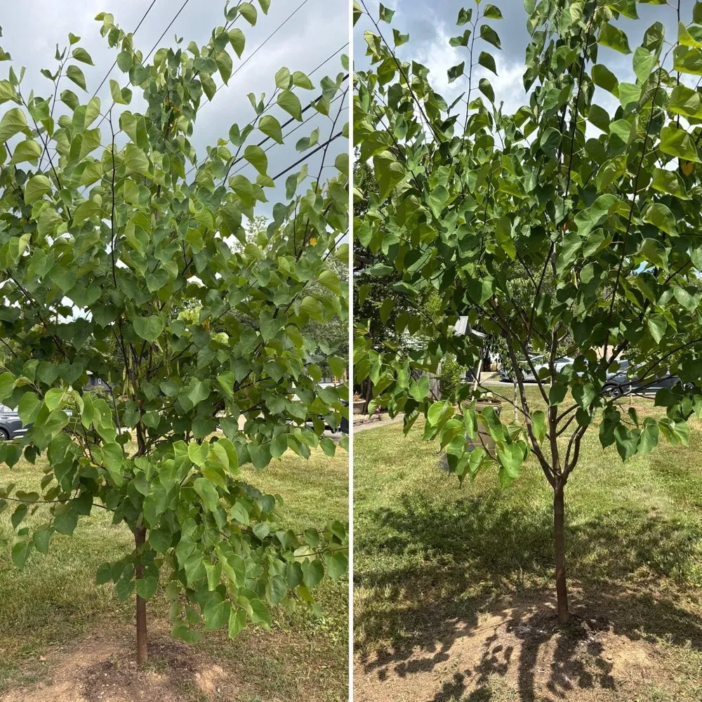 Professional outdoor landscaping near you across Knoxville, TN - For Them Tree Services