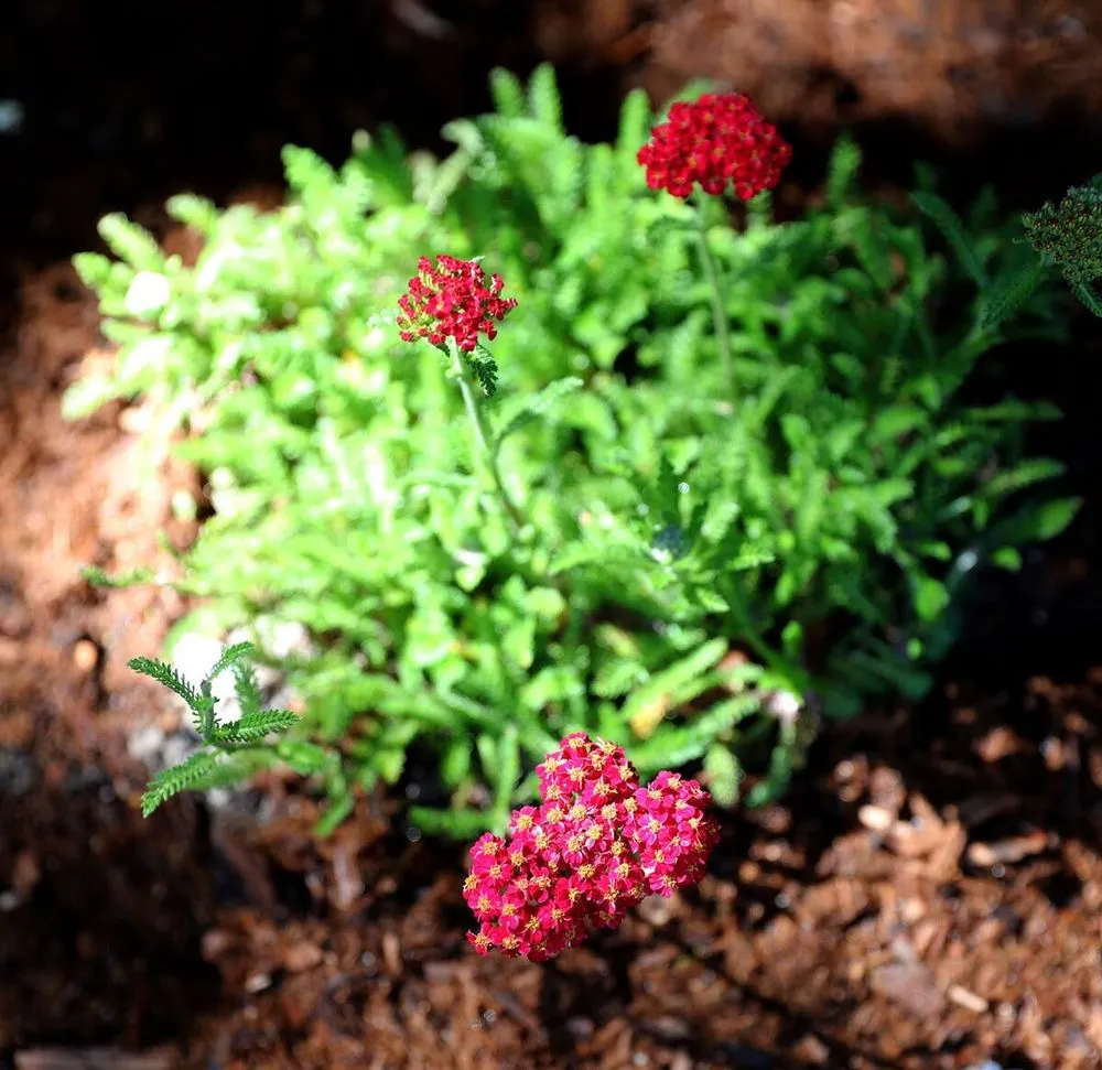 Trusted yard cleanup service for homes in Fairfax, CA by For Your Gardens' Needs