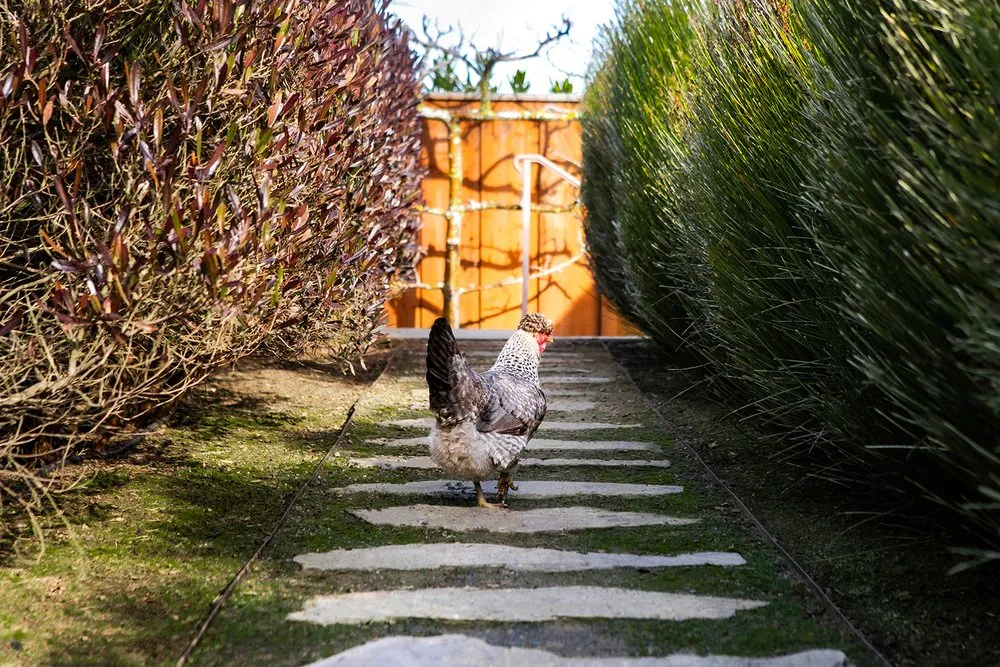 Trusted garden landscaping in Fairfax, CA by For Your Gardens' Needs