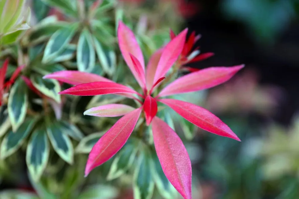 Top-rated residential landscaping with custom design in Fairfax, CA by For Your Gardens' Needs