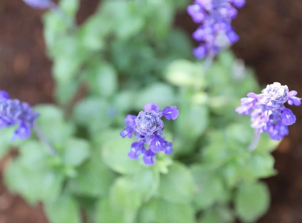 Custom lawn care service in Fairfax, CA by For Your Gardens' Needs