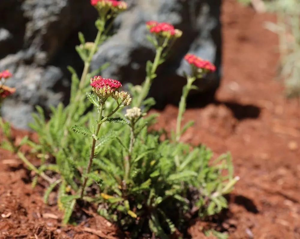 Reliable landscaping services experts serving Fairfax, CA - For Your Gardens' Needs