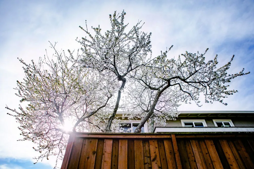 Reliable lawn mowing service for beautiful yards across Fairfax, CA - For Your Gardens' Needs