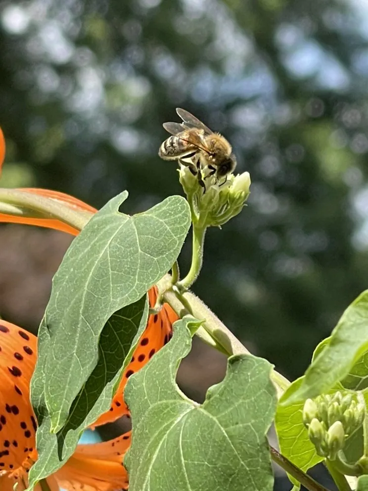 Trusted garden landscaping for residential properties across Overland Park, KS - Forbes Lawn Spraying