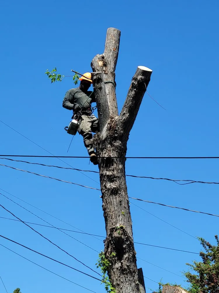 Reliable yard cleanup service with custom design in Yakima, WA by Fords Affordable Landscaping And Tree Service