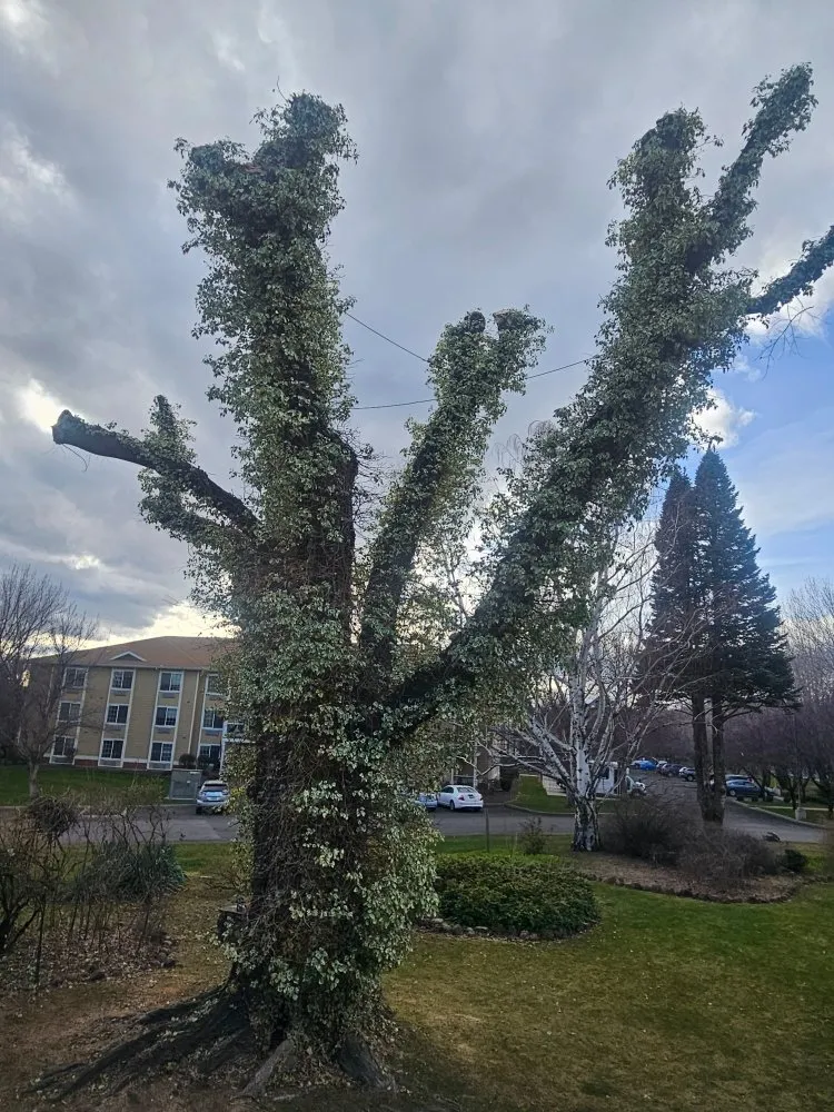 Local yard maintenance in Yakima, WA - Fords Affordable Landscaping And Tree Service