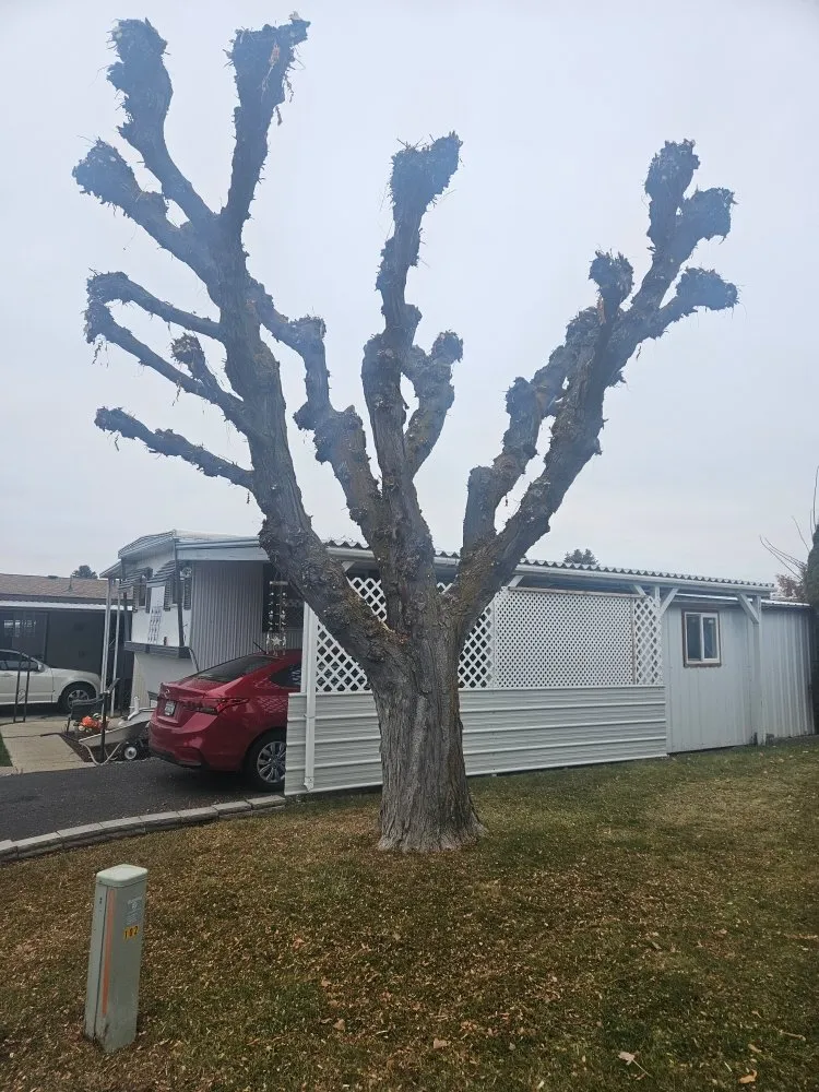 Top-rated lawn care service for year-round maintenance across Yakima, WA - Fords Affordable Landscaping And Tree Service