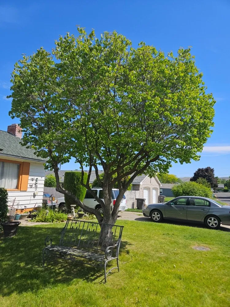 Top-rated outdoor landscaping for beautiful yards across Yakima, WA - Fords Affordable Landscaping And Tree Service