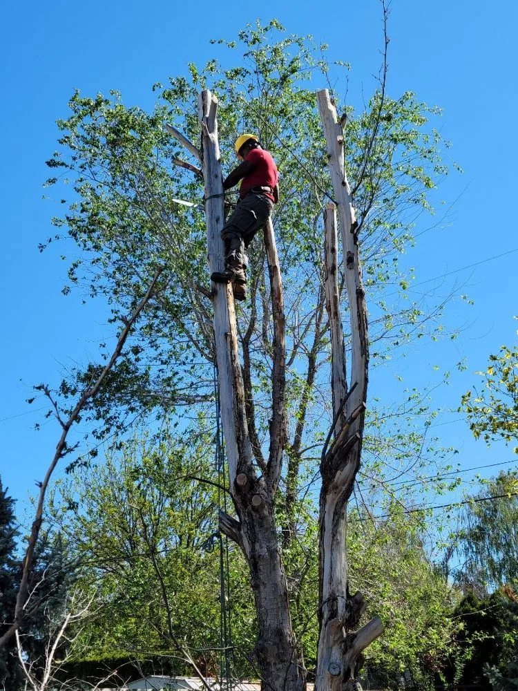 Trusted landscaping services in Yakima, WA by Fords Affordable Landscaping And Tree Service