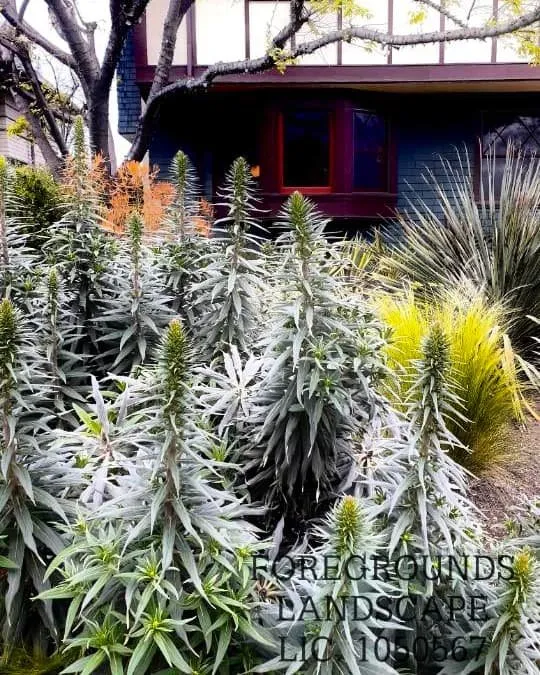 Expert yard maintenance in Los Angeles, CA - Foregrounds Landscape