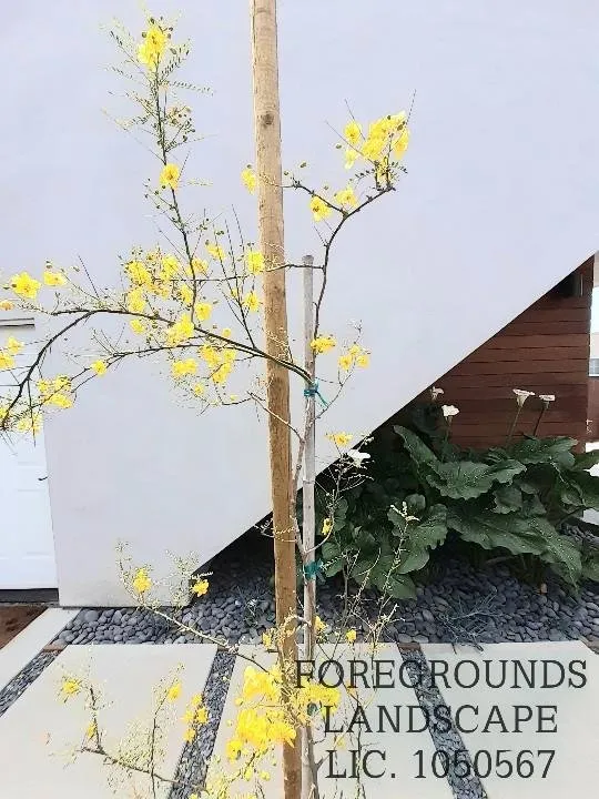 Trusted lawn care service in Los Angeles, CA - Foregrounds Landscape