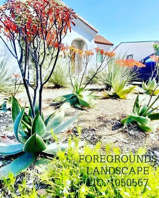 Local yard maintenance in Los Angeles, CA by Foregrounds Landscape