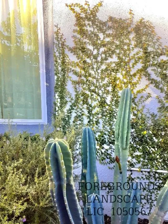 Local landscaping services with custom design across Los Angeles, CA - Foregrounds Landscape