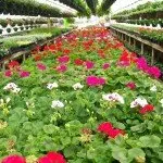 Reliable lawn mowing service in Park Rapids, MN - Forest And Floral Garden Center