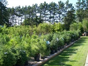 Local residential landscaping for beautiful yards in Park Rapids, MN by Forest And Floral Garden Center