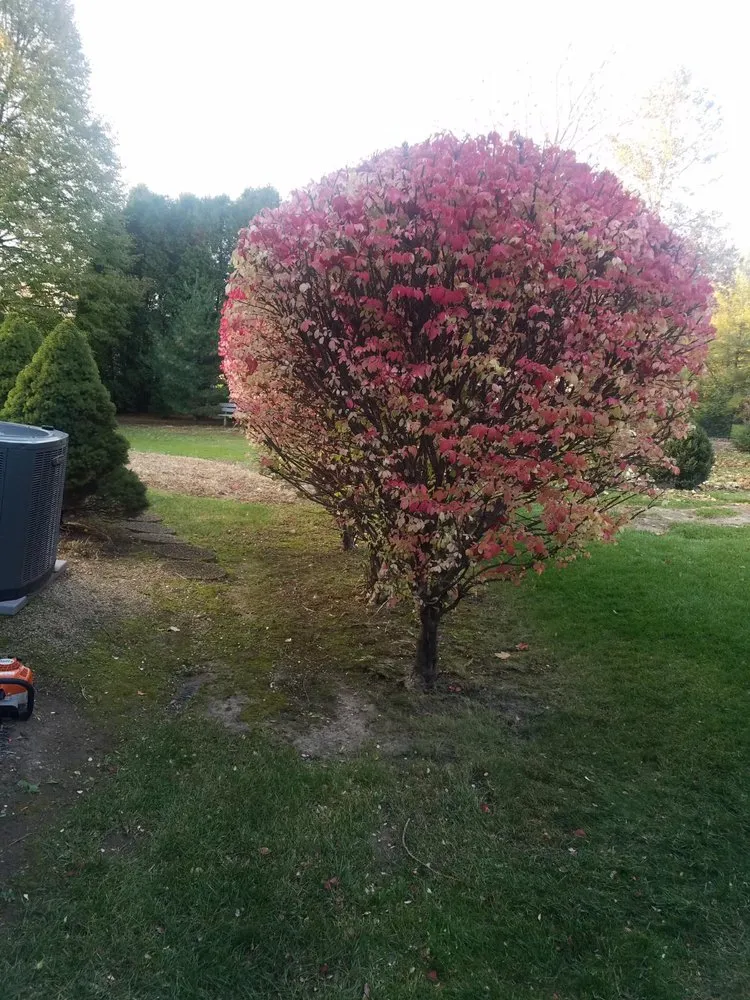 Professional lawn care service near you in Rockford, IL by Forest City Lawn Care