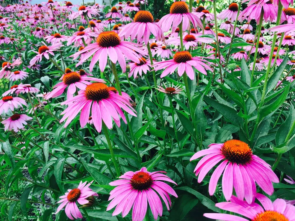 Reliable yard maintenance for beautiful yards across Indianapolis, IN - Forest Hills Landscape