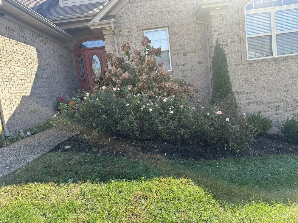 Top-rated yard maintenance in Louisville, KY - Forest Landscape