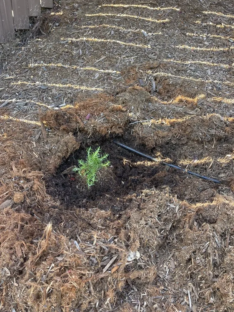 Local lawn mowing service experts serving San Luis Obispo, CA - Forest Landscaping