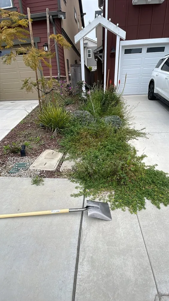 Custom yard cleanup service in San Luis Obispo, CA - Forest Landscaping