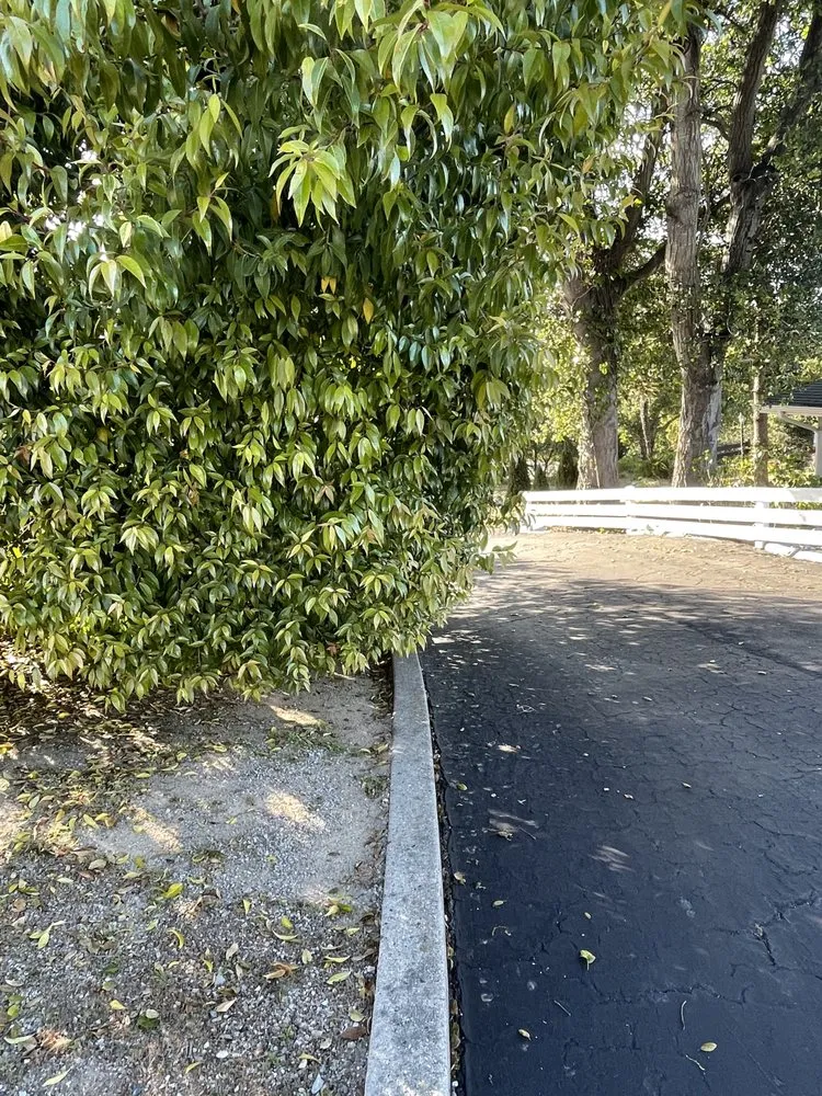 Custom garden landscaping for homes across San Luis Obispo, CA - Forest Landscaping