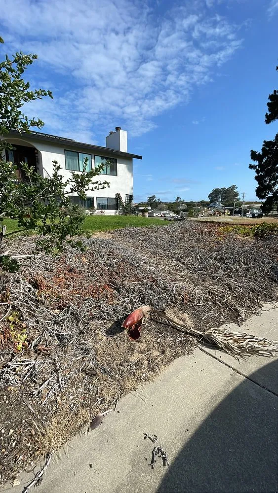 Local lawn care service in San Luis Obispo, CA - Forest Landscaping