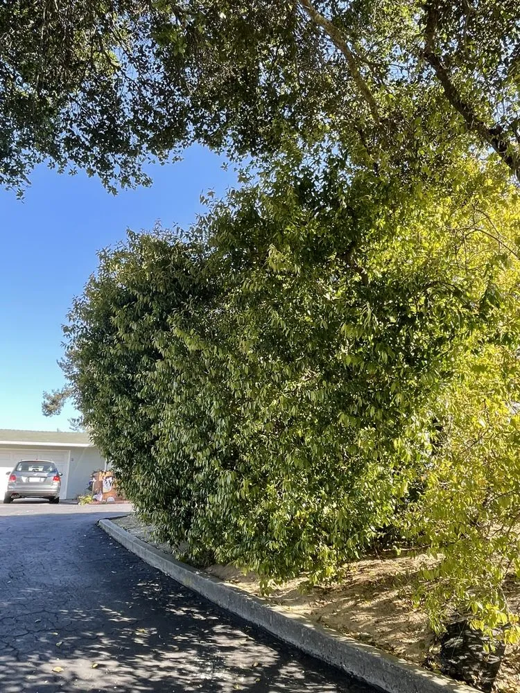 Affordable landscaping services for year-round maintenance across San Luis Obispo, CA - Forest Landscaping