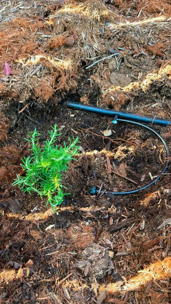 Trusted garden landscaping experts serving San Luis Obispo, CA - Forest Landscaping