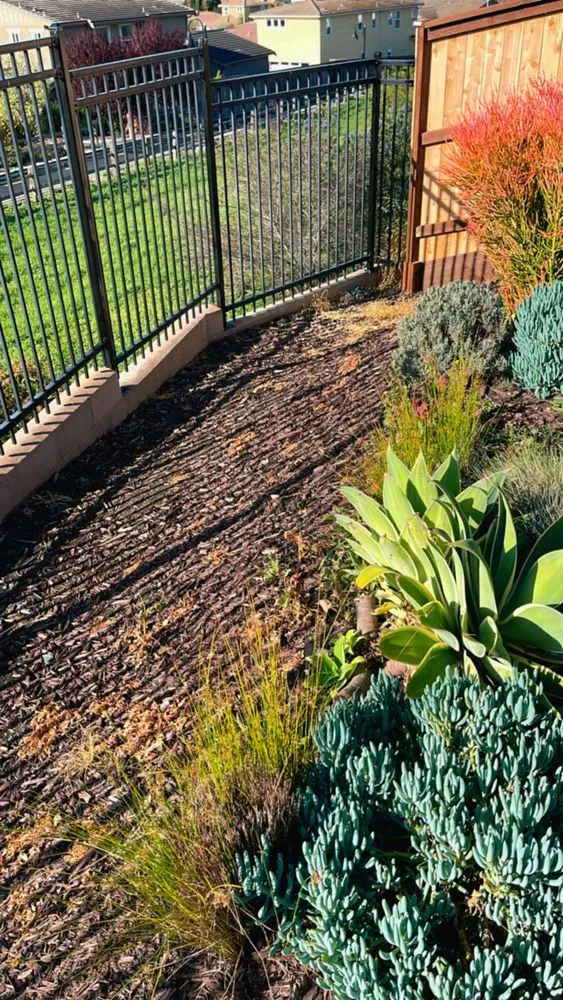 Top-rated yard cleanup service in San Luis Obispo, CA - Forest Landscaping