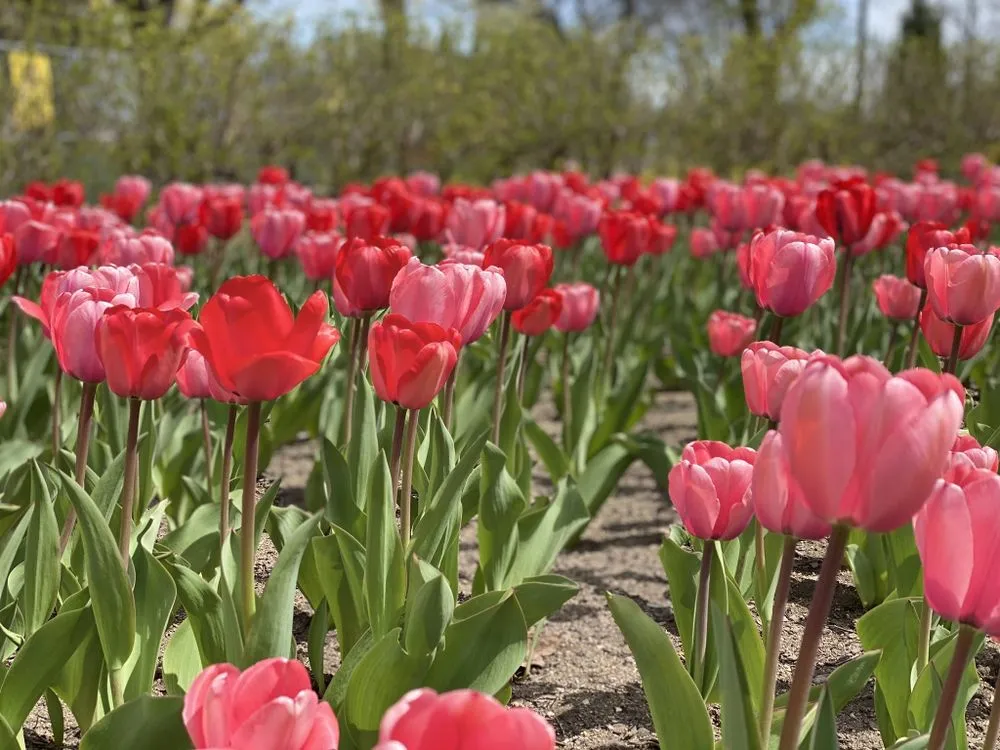 Expert landscape design experts serving Frankfort, IL - Forest Lawn Maintenance and Snow Removal