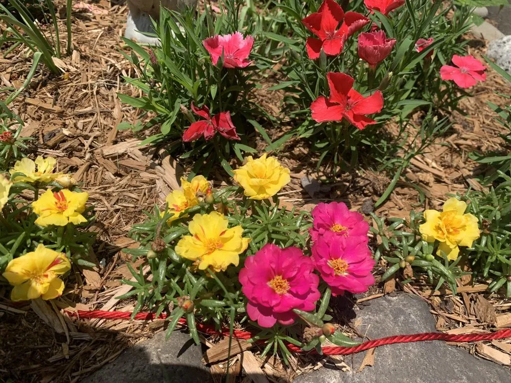 Professional garden landscaping in Frankfort, IL by Forest Lawn Maintenance and Snow Removal