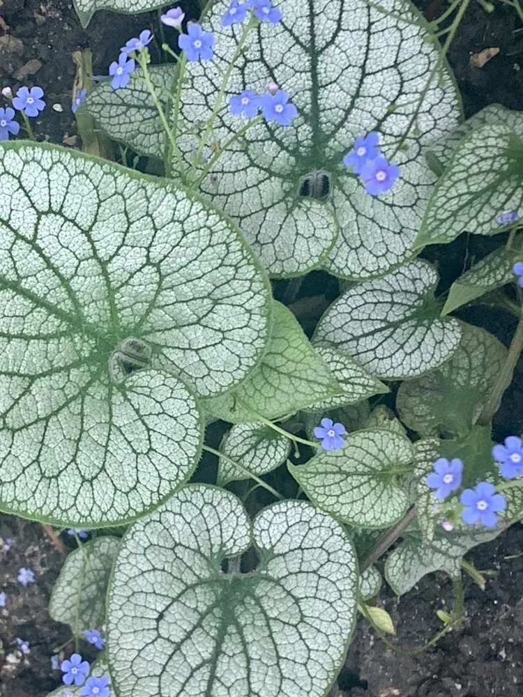 Professional lawn care service in Frankfort, IL - Forest Lawn Maintenance and Snow Removal