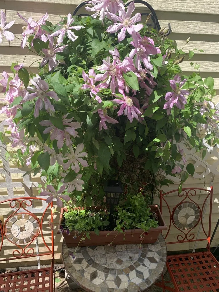 Affordable landscaping services with custom design in Frankfort, IL by Forest Lawn Maintenance and Snow Removal