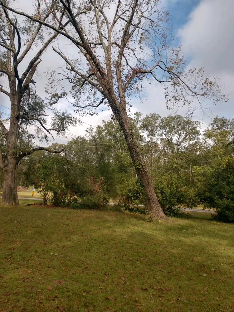 Reliable yard maintenance in West Monroe, LA - Forest Tree & Landscape Service