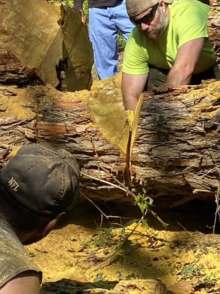 Professional landscaping services near you across West Monroe, LA - Forest Tree & Landscape Service