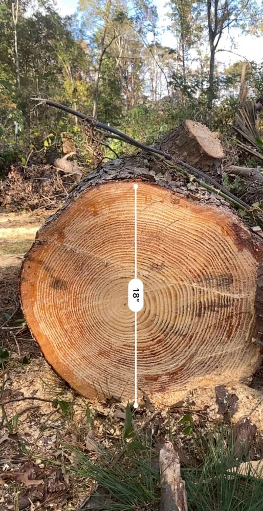 Custom lawn mowing service experts serving West Monroe, LA - Forest Tree & Landscape Service