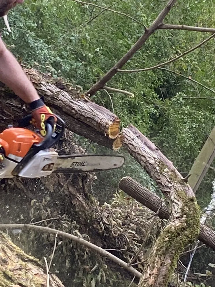 Local lawn mowing service in West Monroe, LA - Forest Tree & Landscape Service