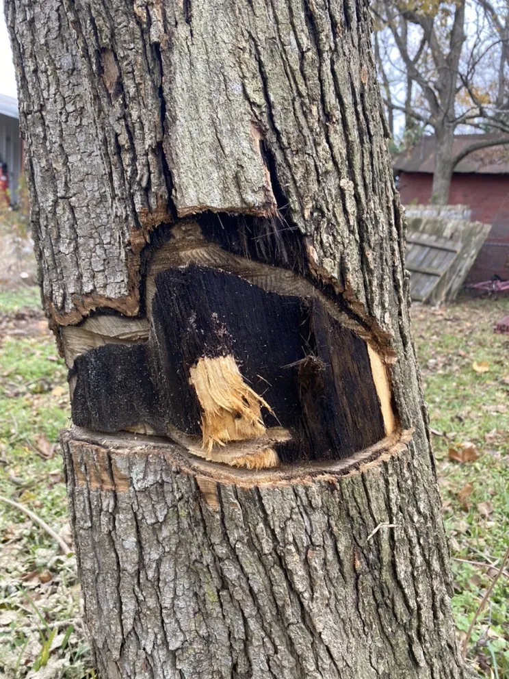 Reliable outdoor landscaping in West Monroe, LA - Forest Tree & Landscape Service