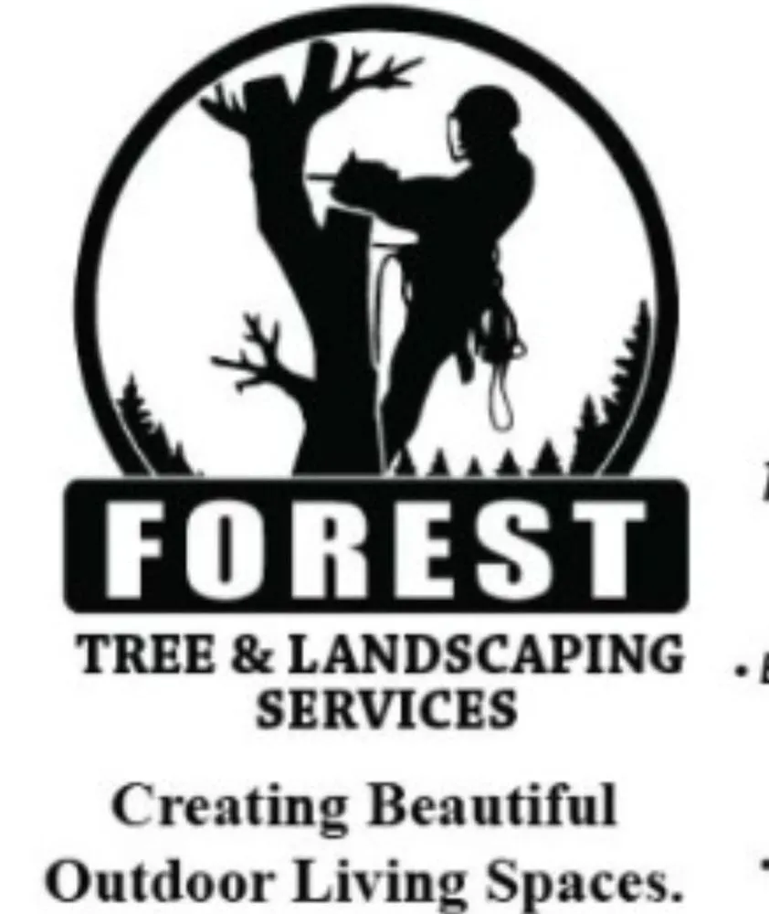 Top-rated yard cleanup service experts serving Candler, NC - Forest Tree And Landscaping Services