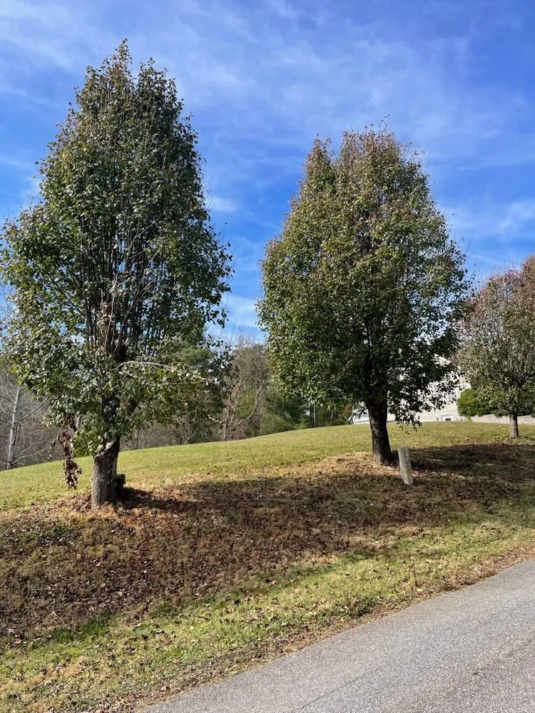 Affordable landscape design experts serving Candler, NC - Forest Tree And Landscaping Services