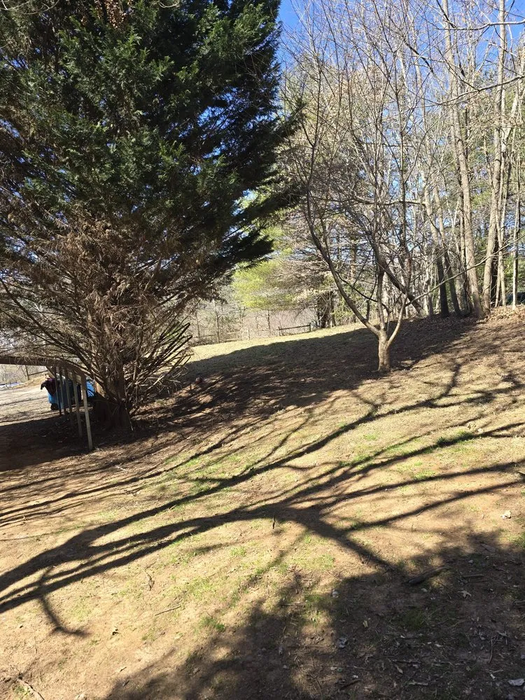 Reliable yard cleanup service in Candler, NC by Forest Tree And Landscaping Services