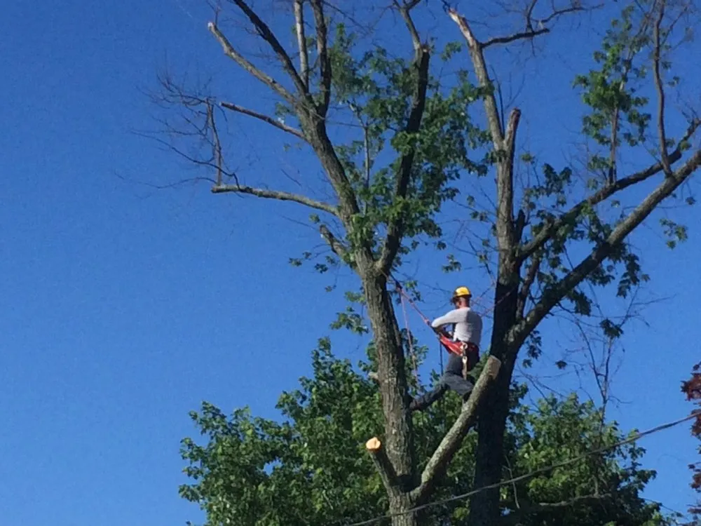 Professional lawn care service for beautiful yards in Jessup, MD by Forest Valley Tree & Turf