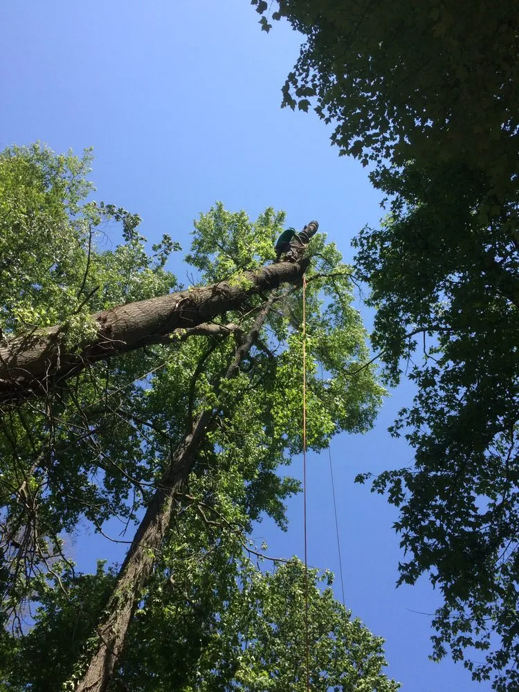 Custom yard cleanup service experts serving Jessup, MD - Forest Valley Tree & Turf