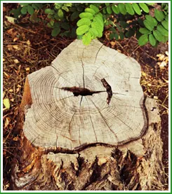 Custom outdoor landscaping experts serving Memphis, TN - Forest Wind Landscaping