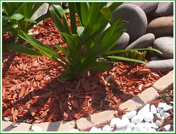 Local yard cleanup service for year-round maintenance in Memphis, TN by Forest Wind Landscaping